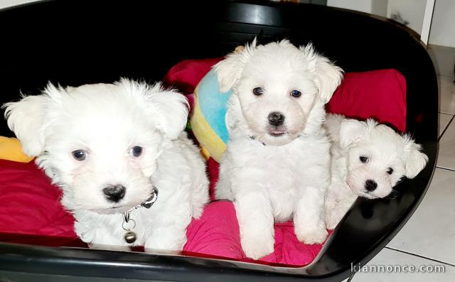 Donne chiot type Bichon havanais