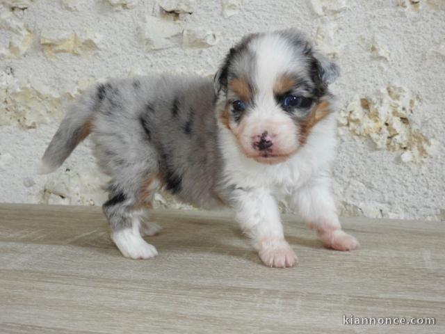 chiot berger australiens LOF a donner