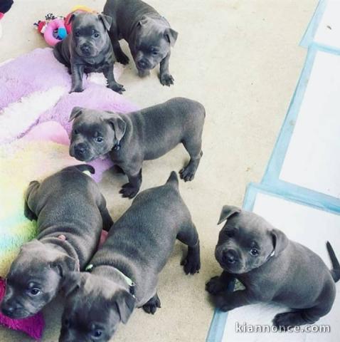 Magnifiques Chiots Staffordshire-bull-terriers