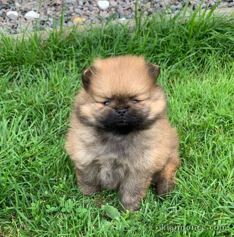 A adopter chiots spitz nain allemand femelle