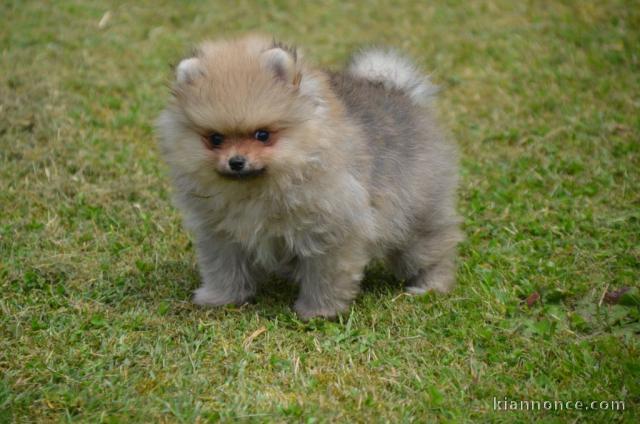 Disponible de suite une femelle chiots Spitz Nain allemand