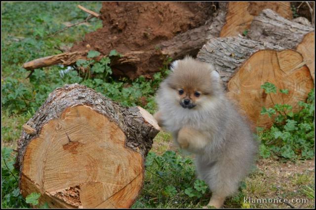 Disponible de suite une femelle chiots Spitz Nain allemand