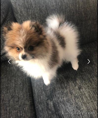 Je donnes petite chiot spitz allemand nain