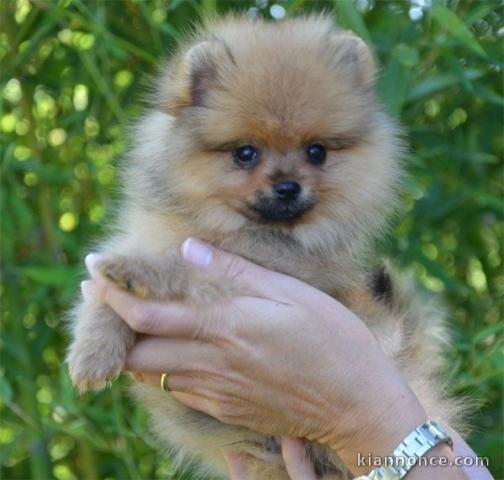 Chiot spitz nain femelle a donner