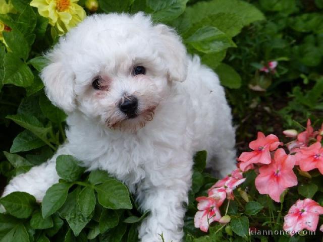 Splendide chiot de type bichon frisé a donner