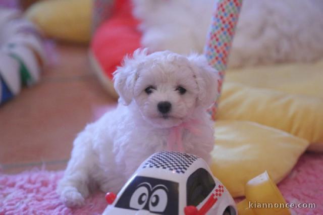 Splendide chiot de type bichon frisé a donner