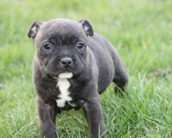 chiot Staffordshire Bull Terrie trois mois