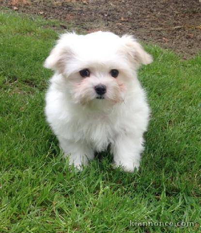 Offre belle chiot bichon maltais femelle