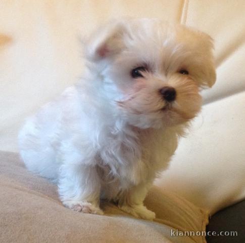 A donnez chiot bichon maltais femelle