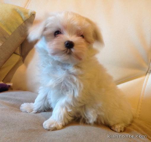 A donnez chiot bichon maltais femelle