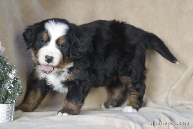 A donnez chiot magnifiques chiot bouvier bernois