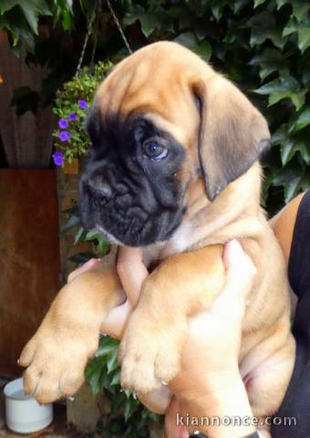 Je donnes chiot boxer femelle