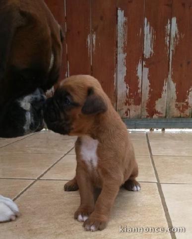 Je donnes chiot boxer femelle