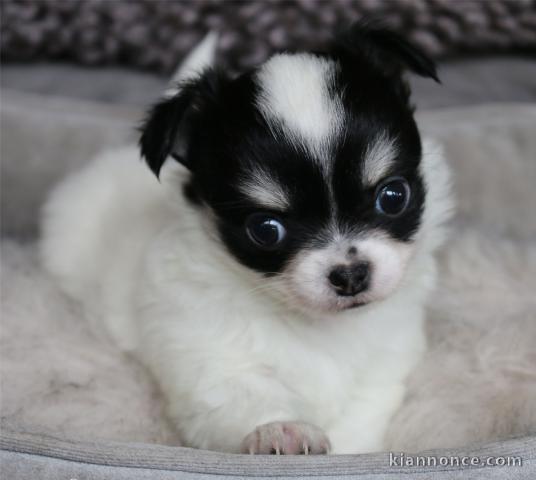 Adorable,calme, chiot chihuahua femelle pour adoption