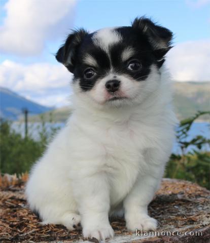 Chiots chihuahua mâle et femelle à adoptez