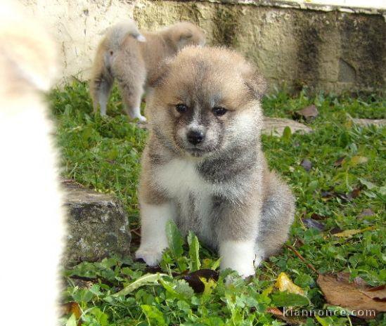 Magnifique et adorable chiot akita inu