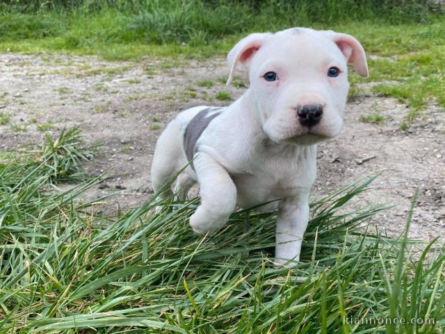 Magnifique et adorable chiot american staffordshire terrier