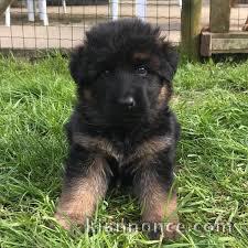 Magnifique et adorable chiot berger allemand