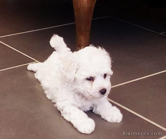 Magnifique et adorable chiot bichon frisé 