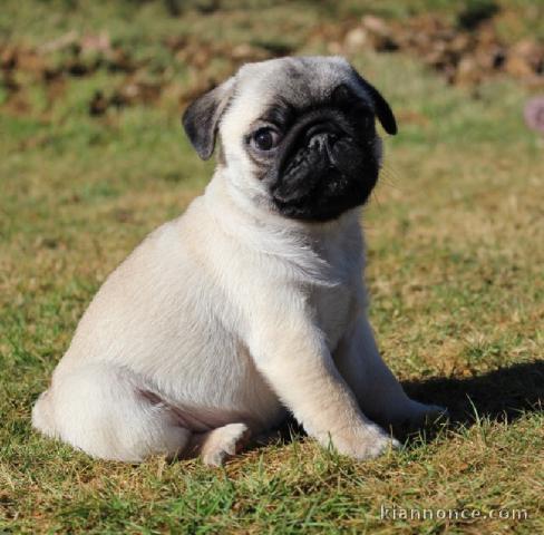 Magnifique et adorable chiot carlin