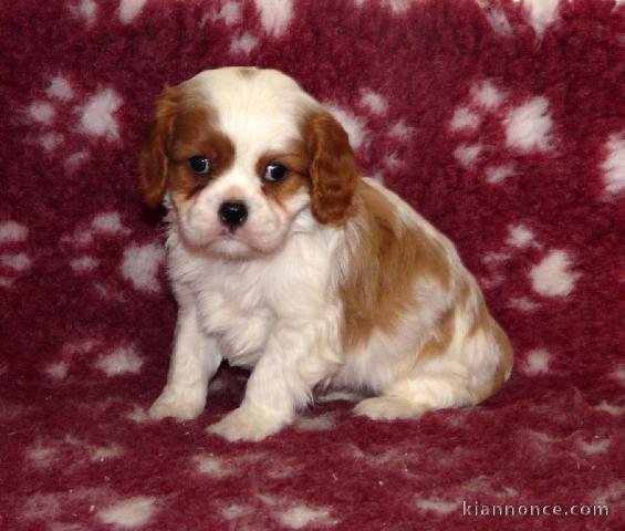 Magnifique et adorable chiot cavalier king charles 