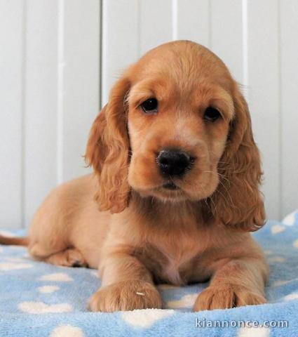 Magnifique et adorable chiot cokers