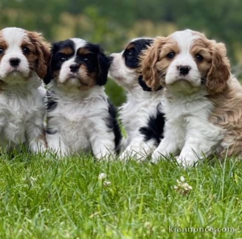 CHIOTS CAVALIER KING CHARLES