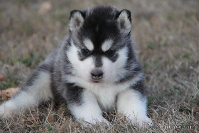 Magnifique et adorable chiot husky siberien