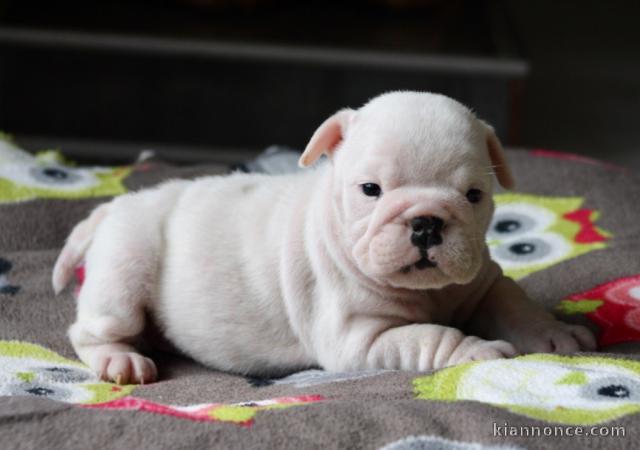  Petite Chiot Bulldog Anglais femelle à donner