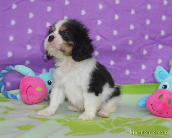 Donne chiots cavalier king charles pure race