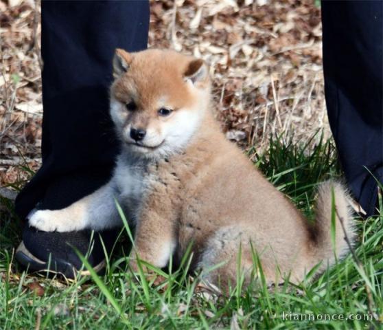 Chiots shiba inu lof de couleur fauve