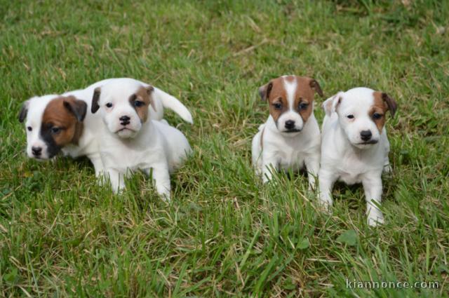 chiots jack Russell non LOF né le 2021 pour adoption