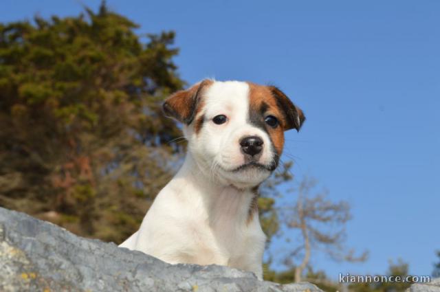 Chiots jack russel femelle et mâle pour adoption