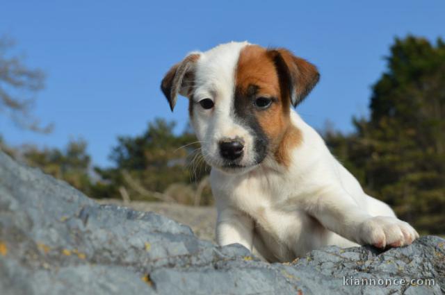 Magnifiques chiots jack russel 4 femelles / 3 males