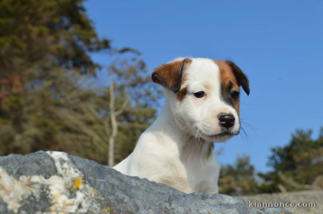 Chiots jack russel mâles et femelles non lof