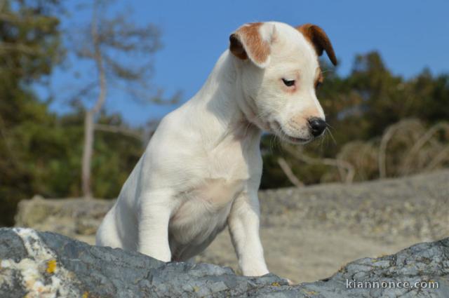 Magnifiques chiots jack russel non lof