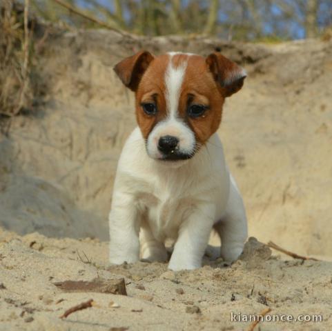 Chiots jack russel femelle non lof a donner