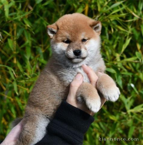 Adorables bébés shiba inu pour adoption