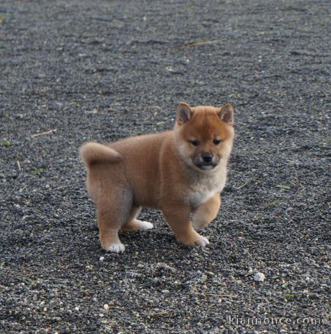 Donation Chiots shiba inu mâle et femelle