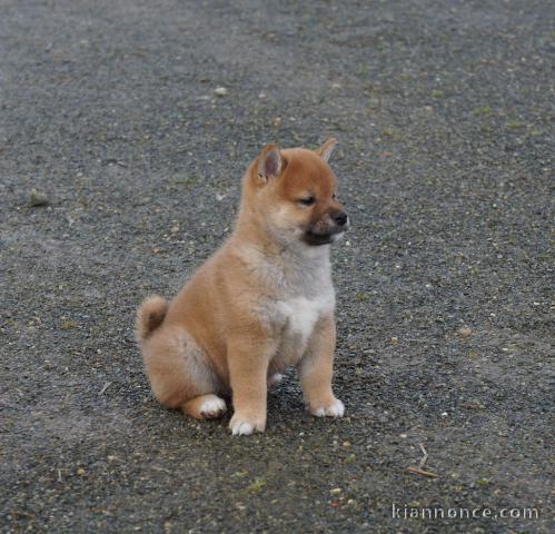 Chiots Shiba inu une portée de 5 chiots, 3 petites femelles et 1 