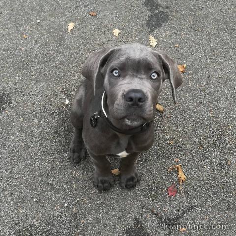 Donne chiot type Cane corso