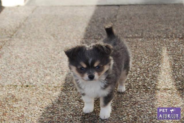  Donne chiot type Chihuahua 