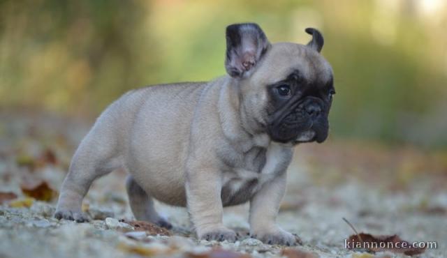 Chiot Bouledogue Français lof a donner