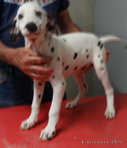 A Donner Superbe Chiots Dalmatien  âge de 3 mois