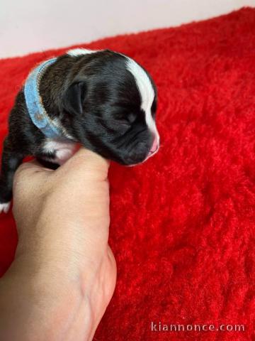 Chiots Staffordshire Bull Terrier a donner 