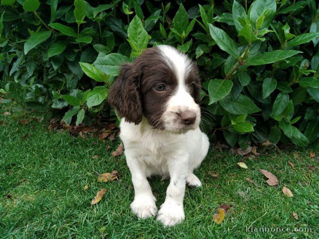  Chiots English Springer Spaniel A donner contre bon soin