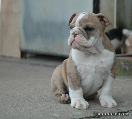 chiot bouledogue anglais trois mois