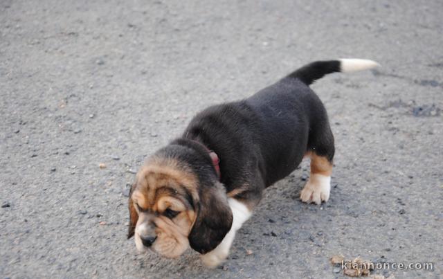 chiot Beagle LOF a donner