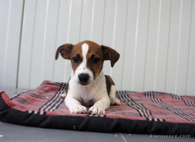 chiot jack-russell trois mois