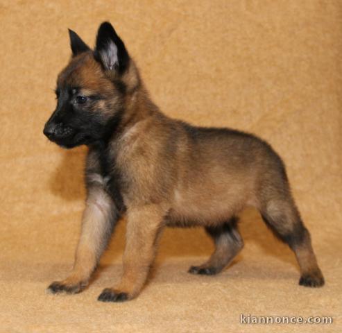 chiot malinois trois mois